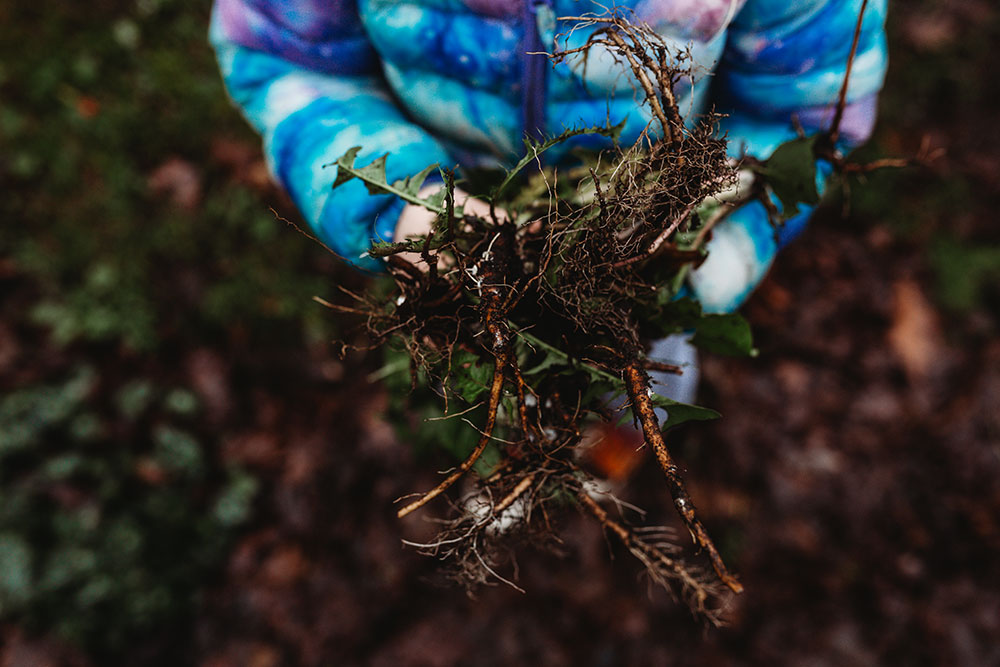 Using Dandelion Root as Medicine