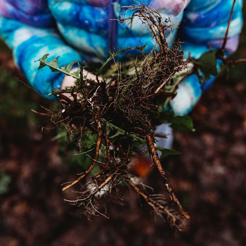 Using Dandelion Root as Medicine