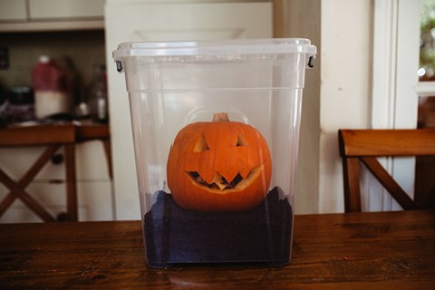Pumpkin Lifecycle Experiment