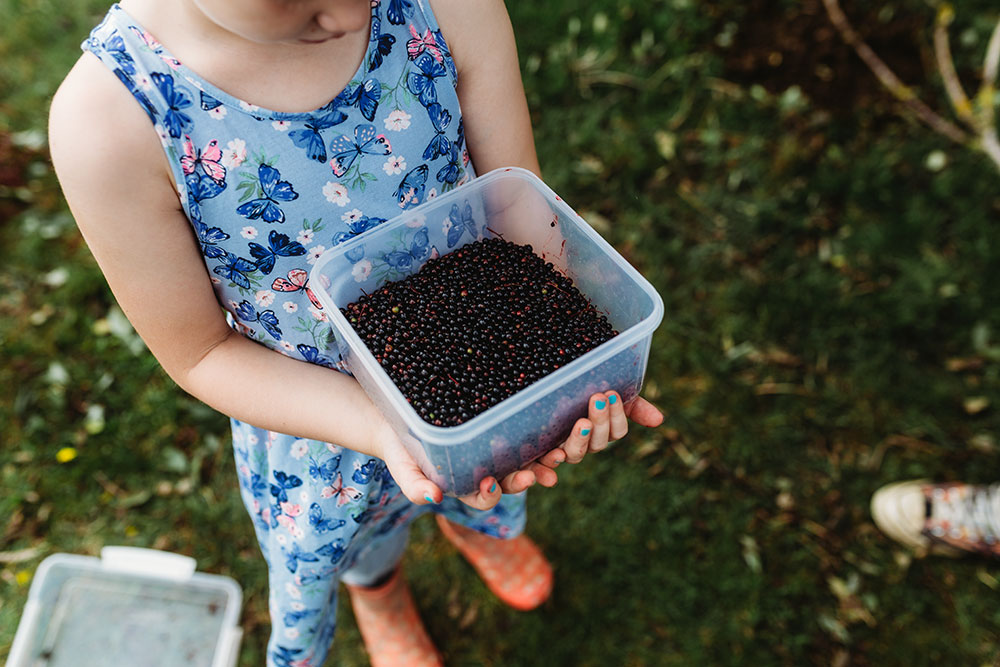 Elderberry Syrup & Tincture