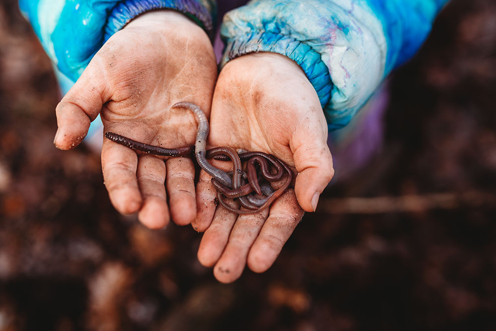 Worms, Worms, Worms! All About Worms!