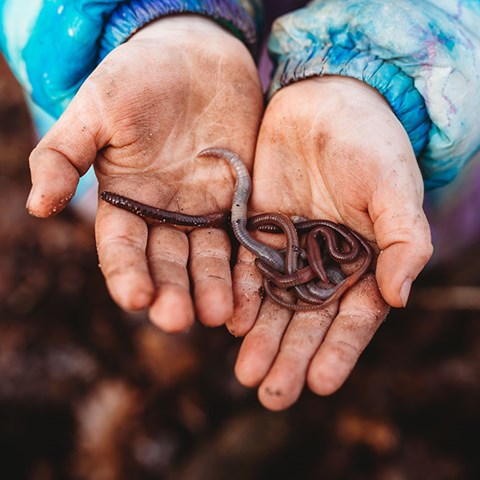 Worms, Worms, Worms! All About Worms!