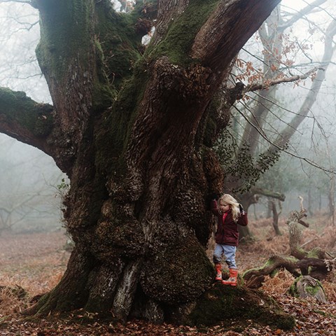 Ancient Oaks In The New Forest