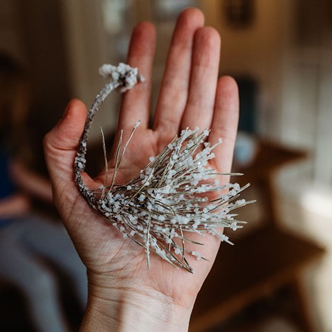 Super Easy Salt Crystal experiment using Feathers or Pine Needles! (without Borax)