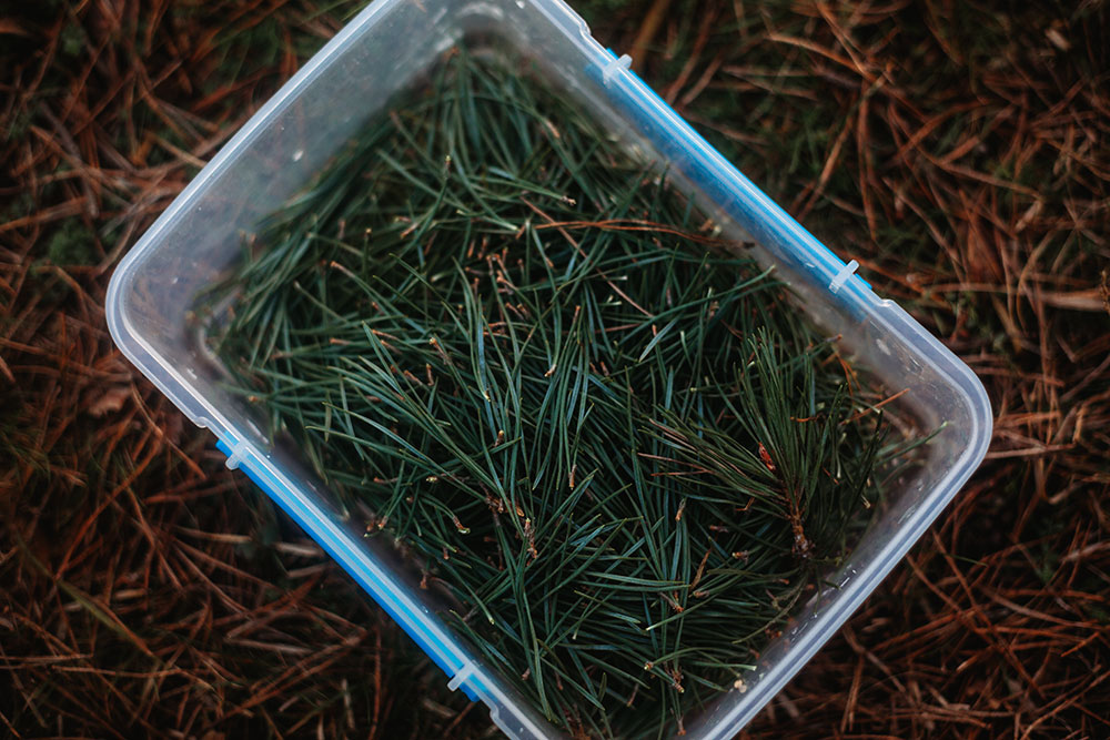Vegan Pine Needle Shortbread Cookies